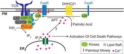 Protein Lipidation As a Regulator of Apoptotic Calcium Release: Relevance to Cancer